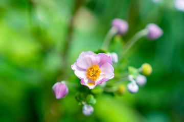 Purple Japanese Anemone Flowers.