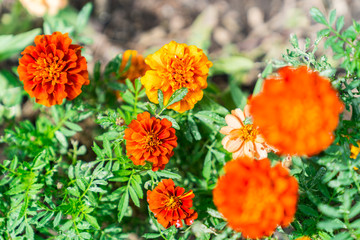Close-up of Marigold Flowers with Vivid Orange and Red Colors.
