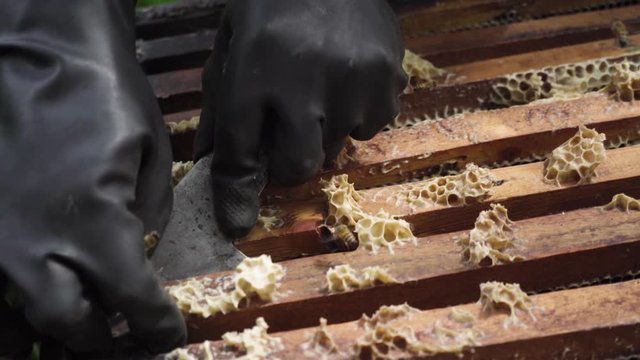 Maintenance of beehive in countryside