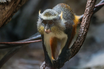 Wolf's Monkey in the Bronx Zoo