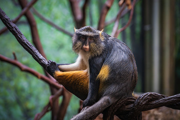 Wolf's Monkey in the Bronx Zoo