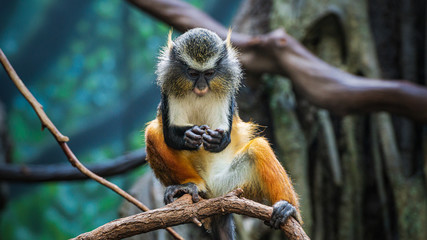 Wolf's Monkey in the Bronx Zoo