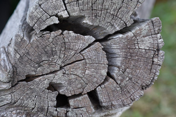 Crack on surface old wood log
