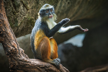 Wolf's Monkey in the Bronx Zoo