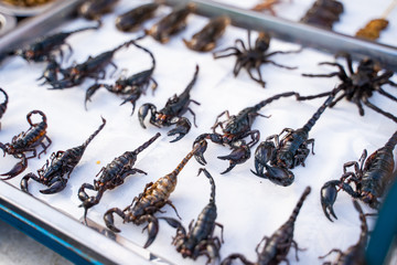 deep fried insects weird food at Khao San Road Bangkok