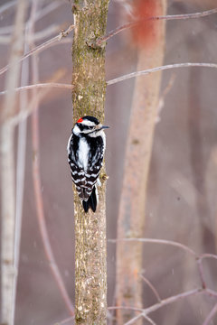 Downy Woodpecker on a branch