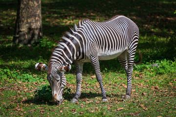 zebra in zoo