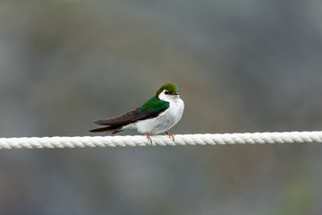 Violet-green Swallow perched on a rope in Southern Alaska