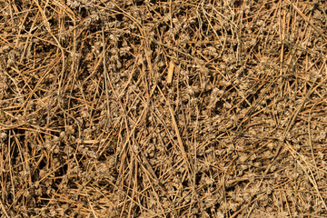 Piles of dried flowers. Lavandula - plant in the mint family, Lamiaceae. Bio waste of the perfume industry.	