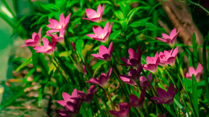 pink flowers in the garden