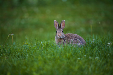 Wild Bunny