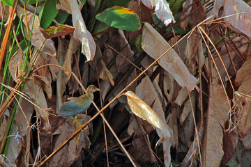 galinule juvenile climbing on reed
