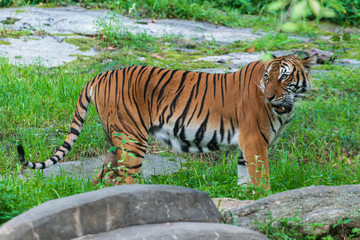 Obraz premium tiger in the zoo