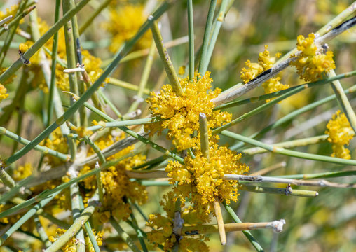 USA, Nevada, Clark County, Gold Butte National Monument. Death Valley ephedra (Ephedra funerea) pollen cones on a male individual of this dioecious species.