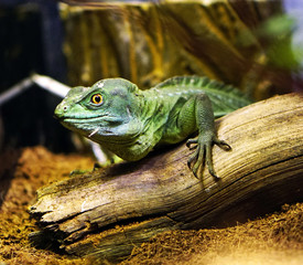 Lizard in close up macro photo 