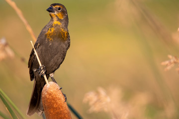 young yellowheaded blackbird on cattail
