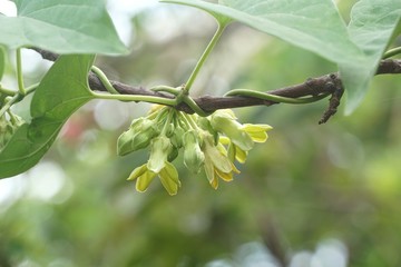 Telosma cordata flower in nature garden