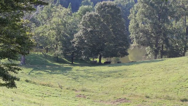 cows in field