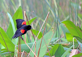 redwing blackbird singing on cattails