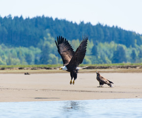 Bald eagle flying