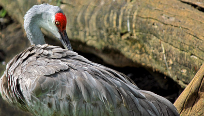 sandhill crane portrait preening feathers