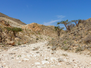 Landscape at the Incense Route in Dhofar (ظفار) Sultanate of Oman
