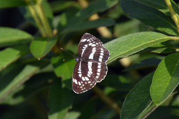 翅を大きく広げてとまっているオオミスジ