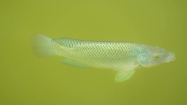 One Carassius auratus is swimming in the lake. Close up.
