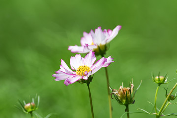 コスモスの花