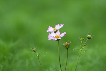 コスモスの花