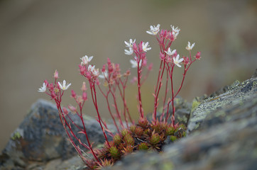 alpine flower