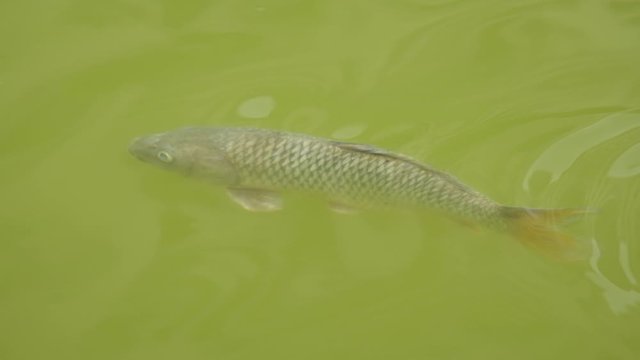 One Carassius auratus is swimming in the lake. Close up.