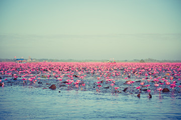 Naklejka premium Pink water lily with purple flowers bloom on lake