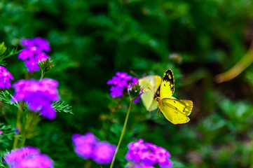 Butterflies and flowers