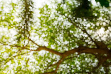 Green bokeh of tree nature