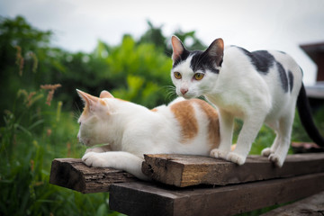 Cute cat thai on old wooden in nature landscape