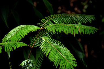 leaves