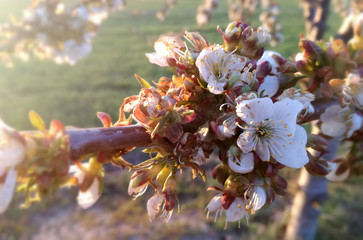 Plum tree in bloom. Flowering fruit tree nuts. European agricultural industry of fruit. Contrasts of natural colors in rural area. Young green cereal in the background.