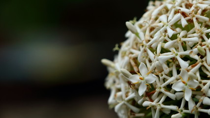 Siamese white ixora, Top view white ixora flower.
