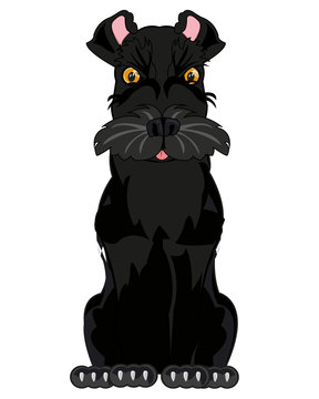 Vector illustration of the dog of the sort scnauzer black colour
