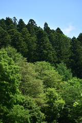 針葉樹と広葉樹の森