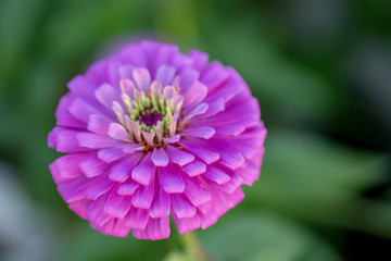 Obraz premium flower in the garden