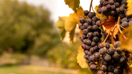 Fototapeta premium grapes on vine