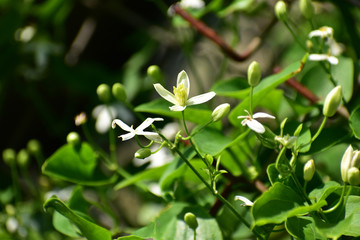 野生のセンニンソウ