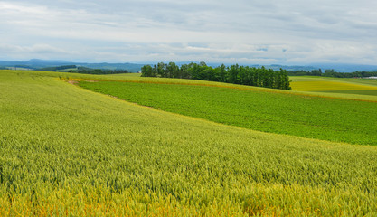 Fototapeta premium Beautiful rural scenery at summer day