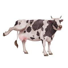 vache laitière, rigolote, invitation, offrir le lait, animal,  noir et blanc,  ferme, bétail, taureau, isolé, mollet, agriculture, mammifère, gazon, bétail, boeuf, vache laitière, lait, brun, alpage, 