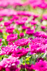 flower in the garden