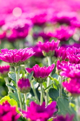 Obraz premium flower in the garden
