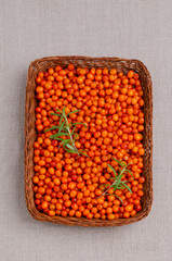 Large sea buckthorn berries with rosemary branches.