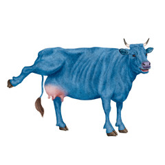 vache laitière, rigolote, invitation, offrir le lait, animal, bleu, ferme, bétail, taureau, isolé, mollet, agriculture, mammifère, gazon, bétail, boeuf, vache laitière, lait, brun, alpage, debout, pra